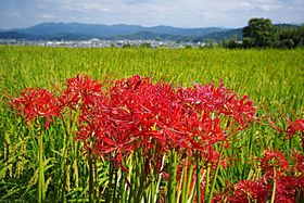 ފ݉ԍ炭ޗǌEH́uÓvI̋LTlC