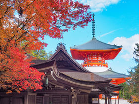 天空の聖地・和歌山「高野山」で紅葉を愛でよう！