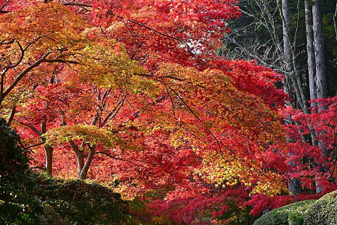 天空の聖地 和歌山 高野山 で紅葉を愛でよう 和歌山県 Lineトラベルjp 旅行ガイド