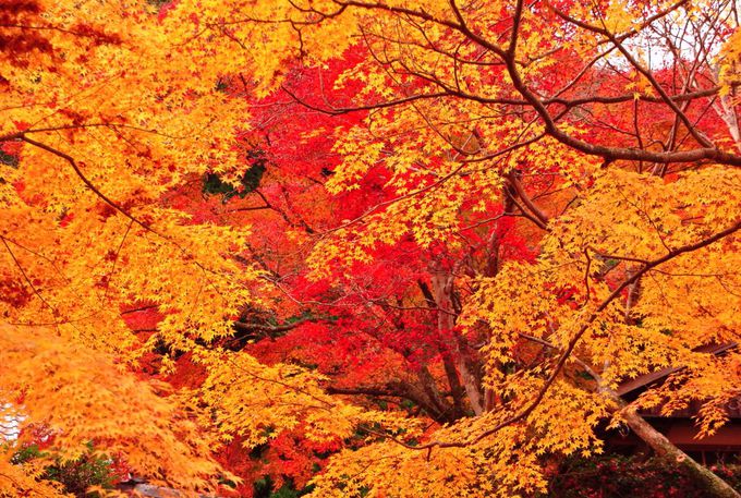 大阪 泉州一の紅葉の名所 渓流めぐりも楽しい 牛滝山大威徳寺 大阪府 Lineトラベルjp 旅行ガイド