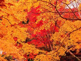 大阪・泉州一の紅葉の名所 渓流めぐりも楽しい「牛滝山大威徳寺」