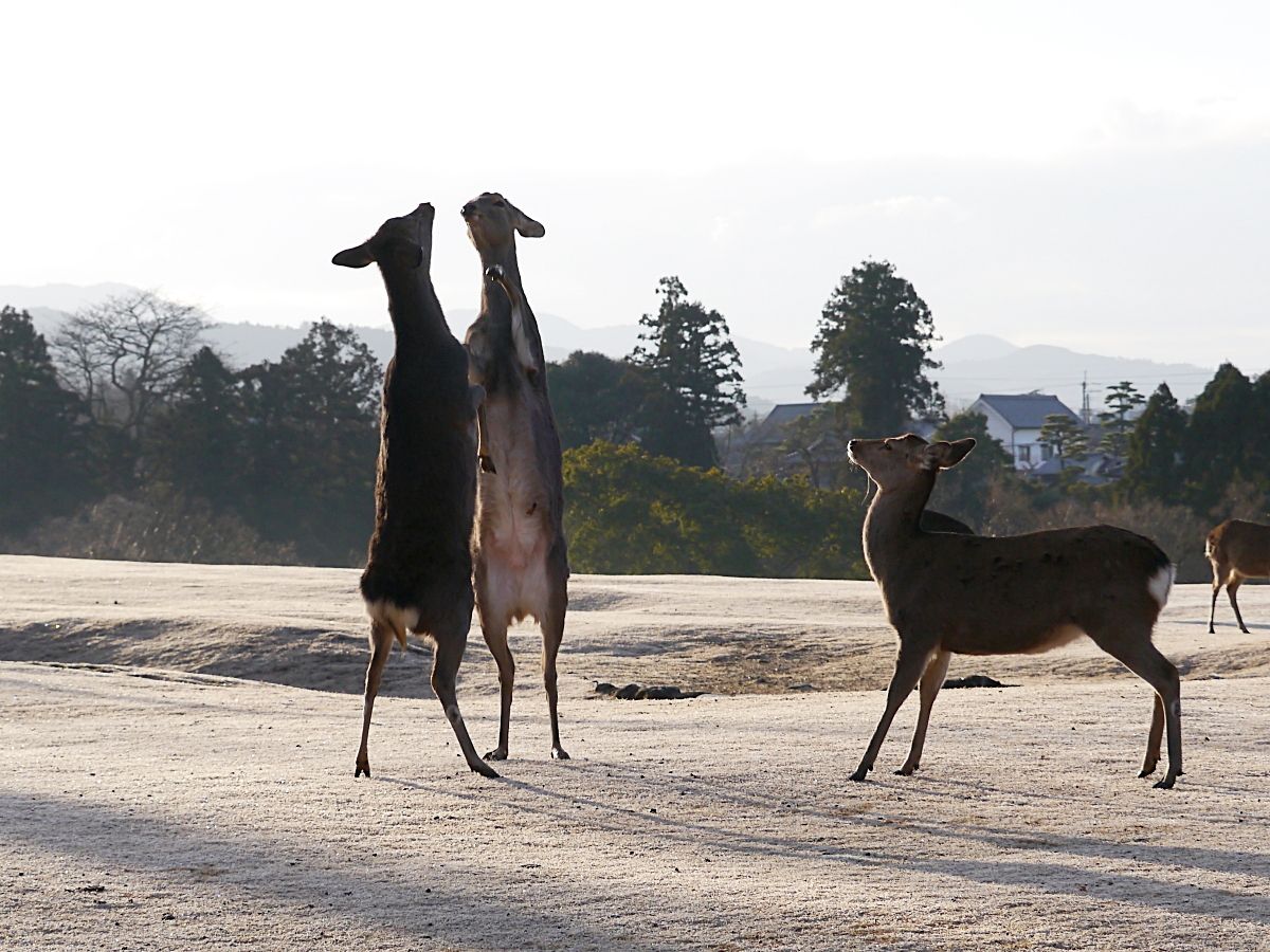 奈良 飛火野の風物詩 鹿寄せ で古都の朝を楽しもう 奈良県 Lineトラベルjp 旅行ガイド