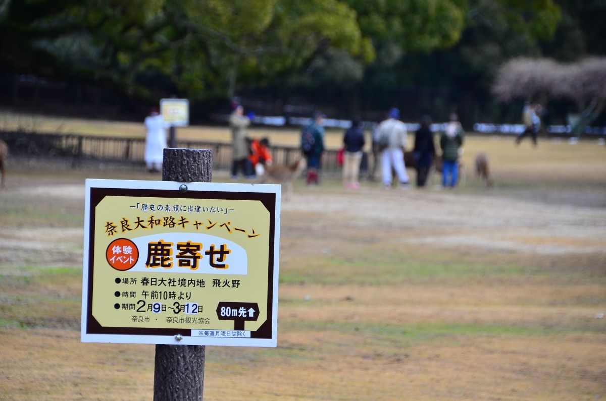 奈良 飛火野の風物詩 鹿寄せ で古都の朝を楽しもう 奈良県 Lineトラベルjp 旅行ガイド
