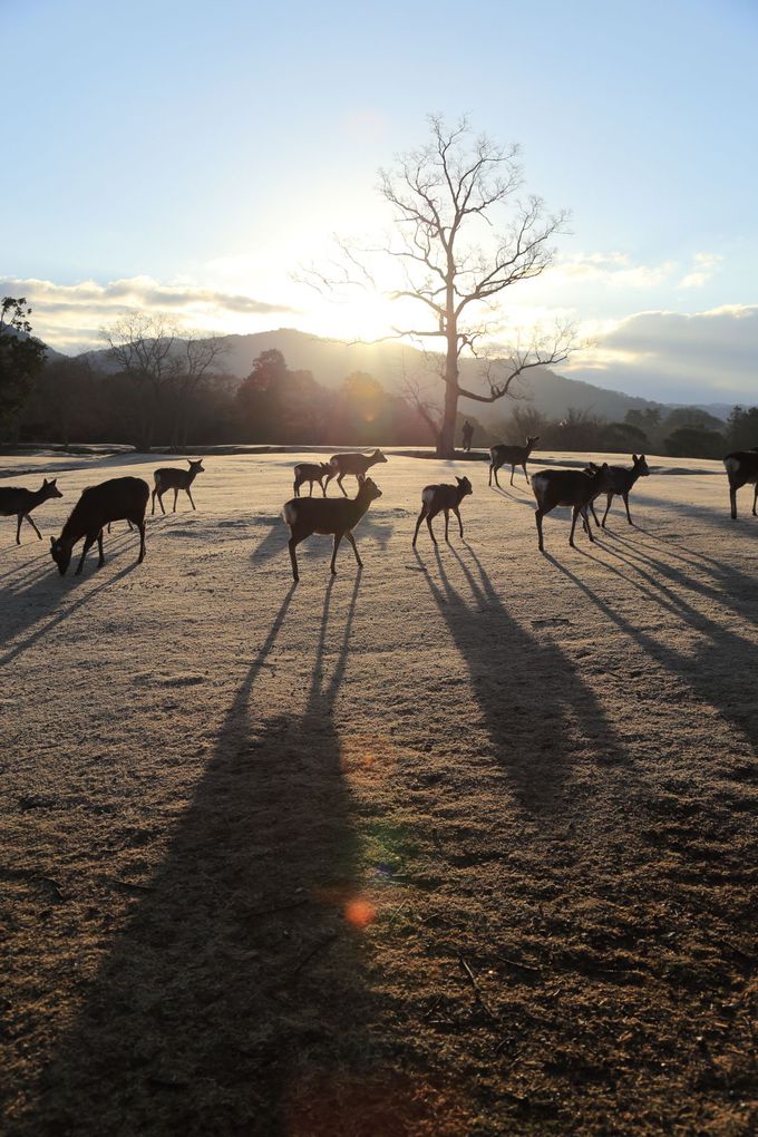 奈良 飛火野の風物詩 鹿寄せ で古都の朝を楽しもう 奈良県