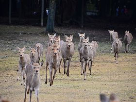 奈良・飛火野の冬の風物詩「鹿寄せ」で古都の朝を満喫！