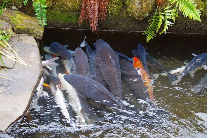 ���Е����Ă݂����u�����포�a�v