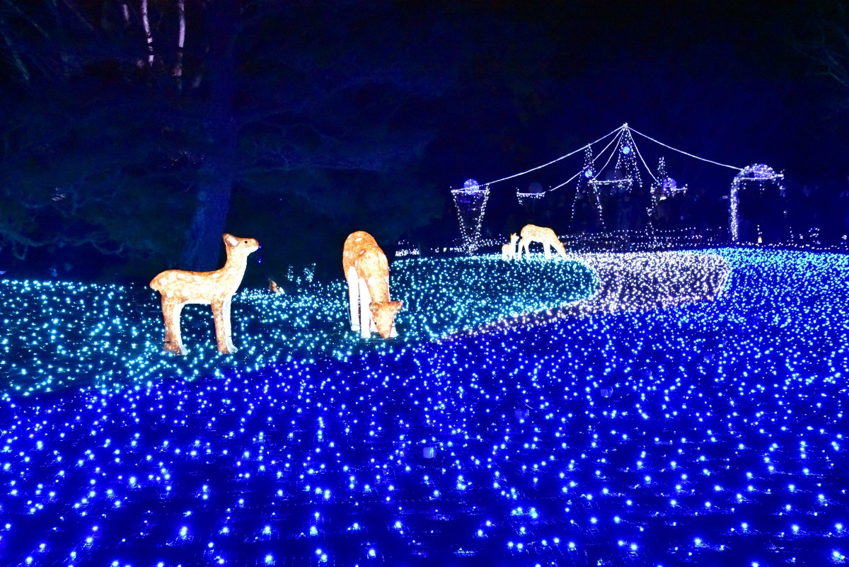 奈良公園を包む瑠璃色の光 しあわせ回廊なら瑠璃絵 に行こう 奈良県 Lineトラベルjp 旅行ガイド