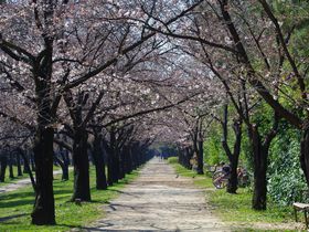 大阪府・南海沿線有数のサクラの名所「浜寺公園」でうららかな春を満喫！