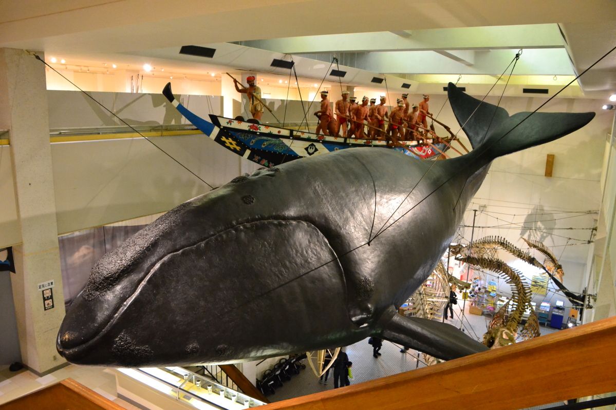 和歌山県 太地町立くじらの博物館 でクジラとの ふれあい体験 和歌山県 Lineトラベルjp 旅行ガイド