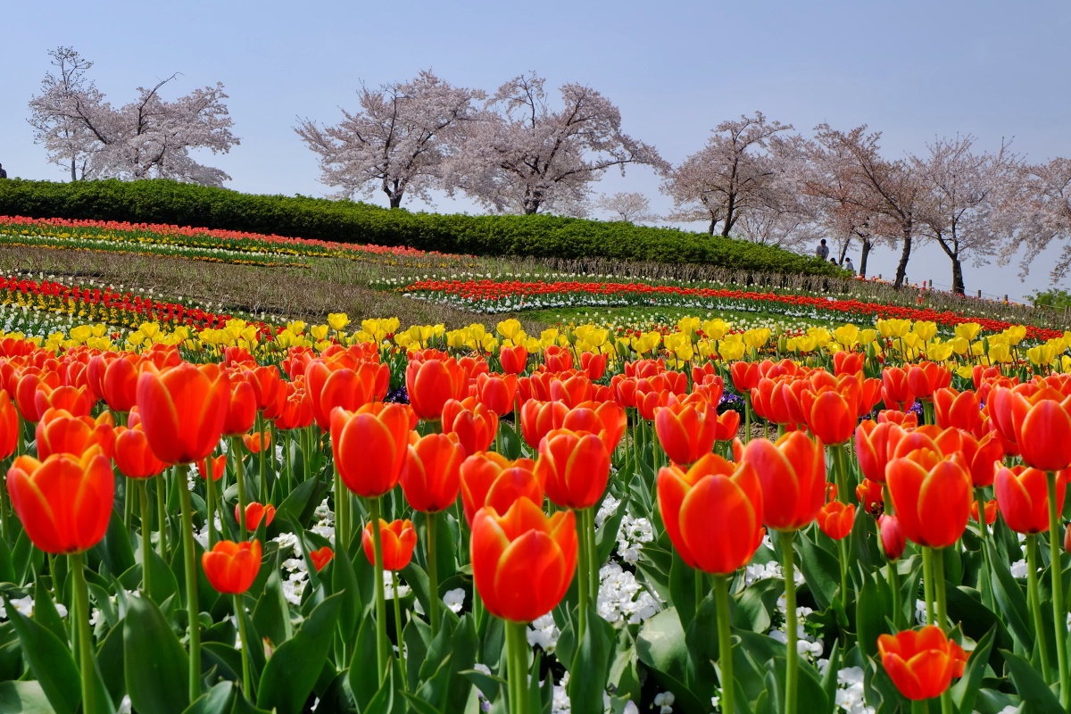 チューリップと桜のコラボも！春爛漫の奈良「馬見丘陵公園」