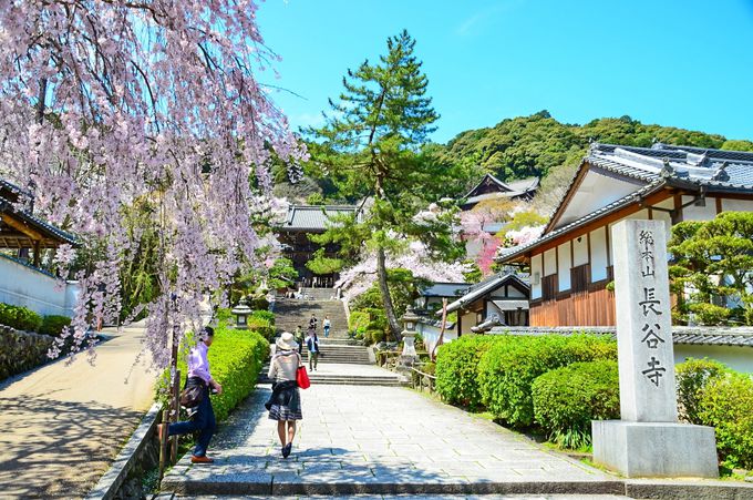 桜に牡丹に紅葉 奈良 花の御寺 長谷寺 で四季の風情を満喫 奈良県 Lineトラベルjp 旅行ガイド