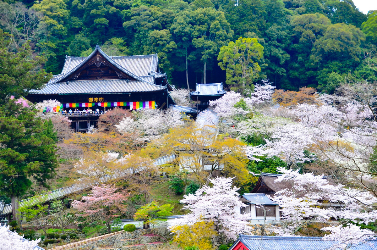 桜に牡丹に紅葉 奈良 花の御寺 長谷寺 で四季の風情を満喫 奈良県 トラベルjp 旅行ガイド