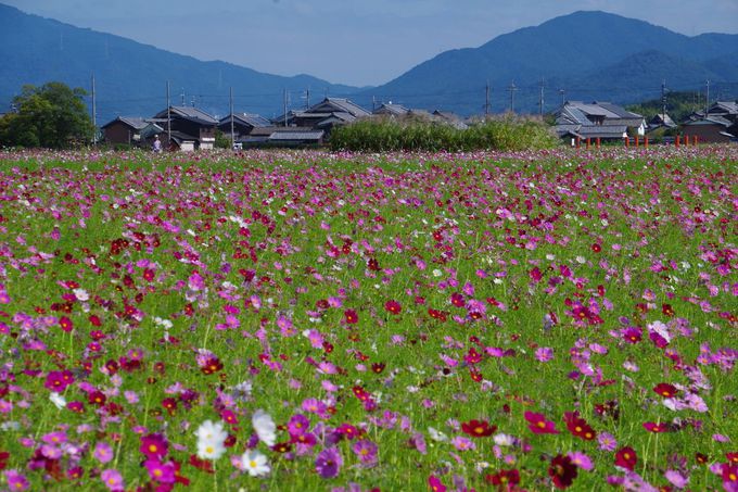 奈良 藤原宮跡の秋で一面に咲き誇るコスモスを愛でよう 奈良県 Lineトラベルjp 旅行ガイド