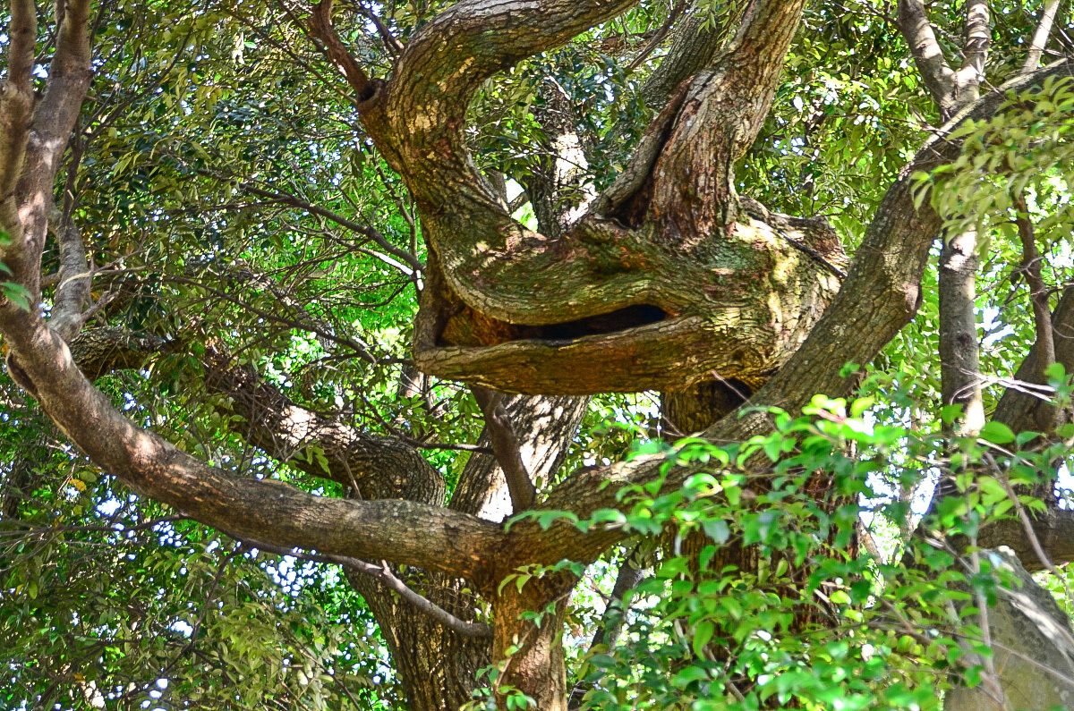 �������u�_�ЂŁu�����̗��_����v�ɂ��Q�肵�悤