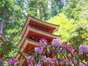美しい石楠花と仏像の宝庫！奈良・女人高野「室生寺」