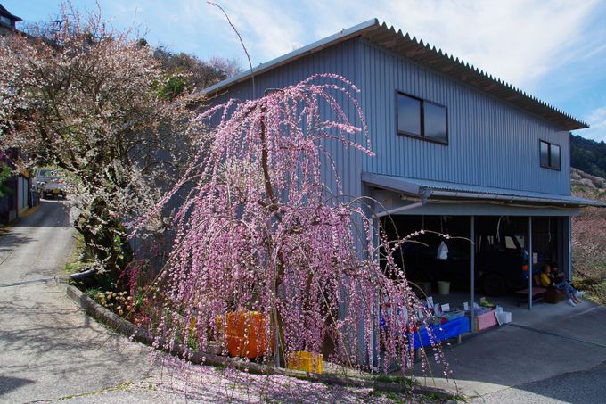 奈良県 南朝の里 賀名生梅林 で2万本の梅の花を満喫 奈良県 トラベルjp 旅行ガイド