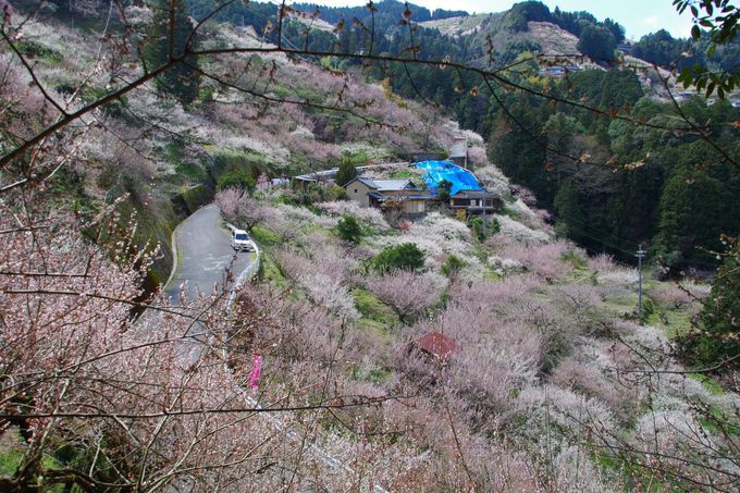 奈良県 南朝の里 賀名生梅林 で2万本の梅の花を満喫 奈良県 Lineトラベルjp 旅行ガイド