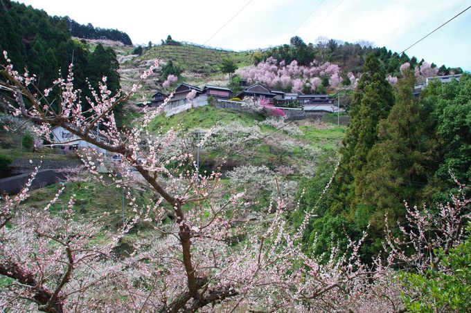 奈良県 南朝の里 賀名生梅林 で2万本の梅の花を満喫 奈良県 Lineトラベルjp 旅行ガイド