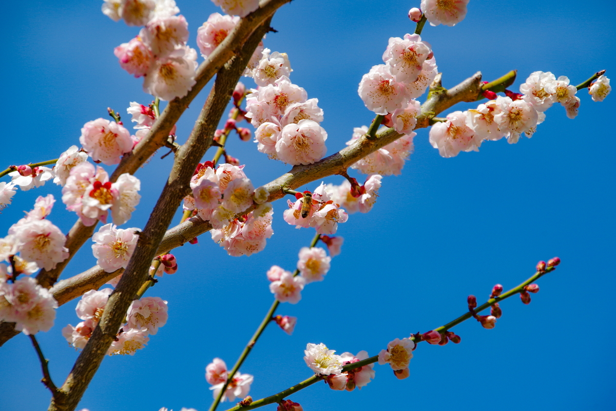 ޗǎO~т̈uꖼ~сvƂ