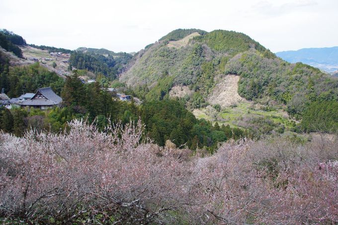 奈良県・南朝の里「賀名生梅林」で2万本の梅の花を満喫！
