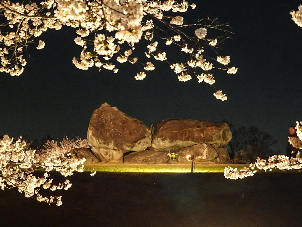 桜の花びらのなかで漆黒に浮かぶ「石舞台古墳」