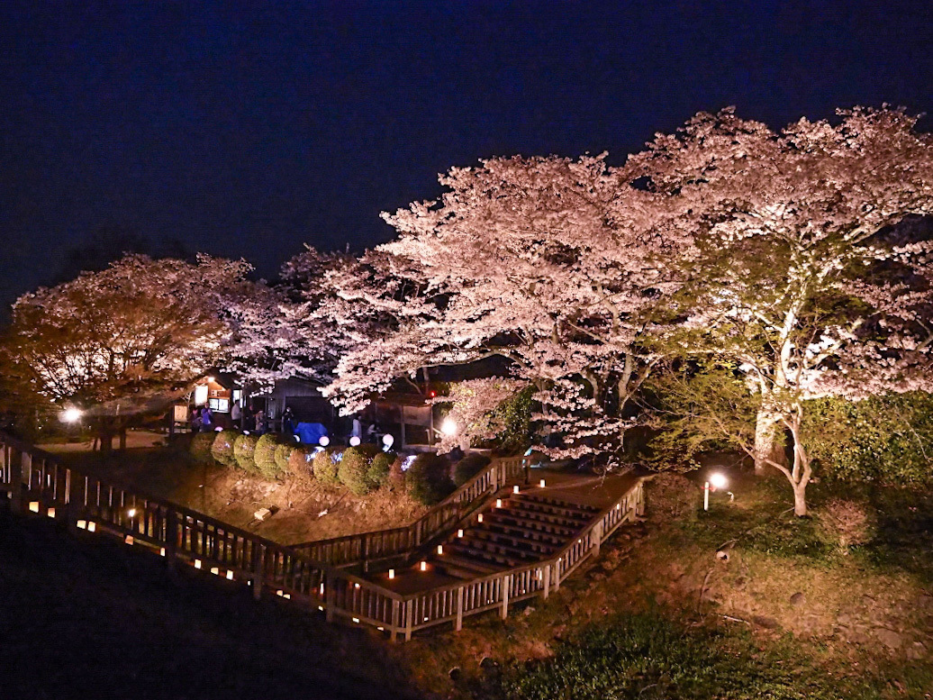 幽玄の世界へ 奈良 石舞台夜桜ライトアップと川原寺 幻桜の夜 奈良県 Lineトラベルjp 旅行ガイド