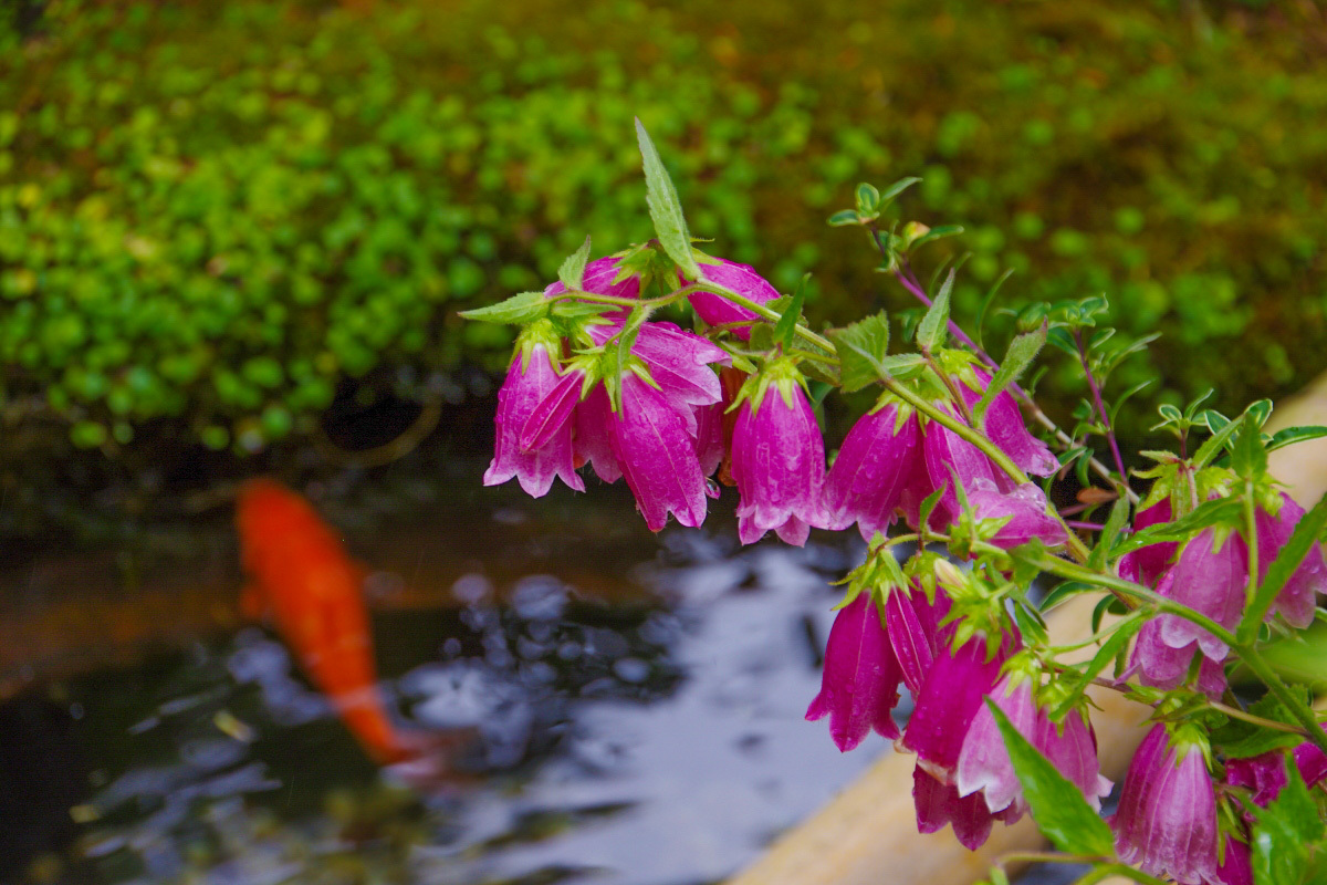 ���q���G���J����u�������v�ȂǂƂƂ��ɖK�ꂽ��