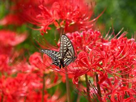 ޗǁEH́uR̕ӂ̓vŔފ݉ԂƖt̔낤I̋LTlC