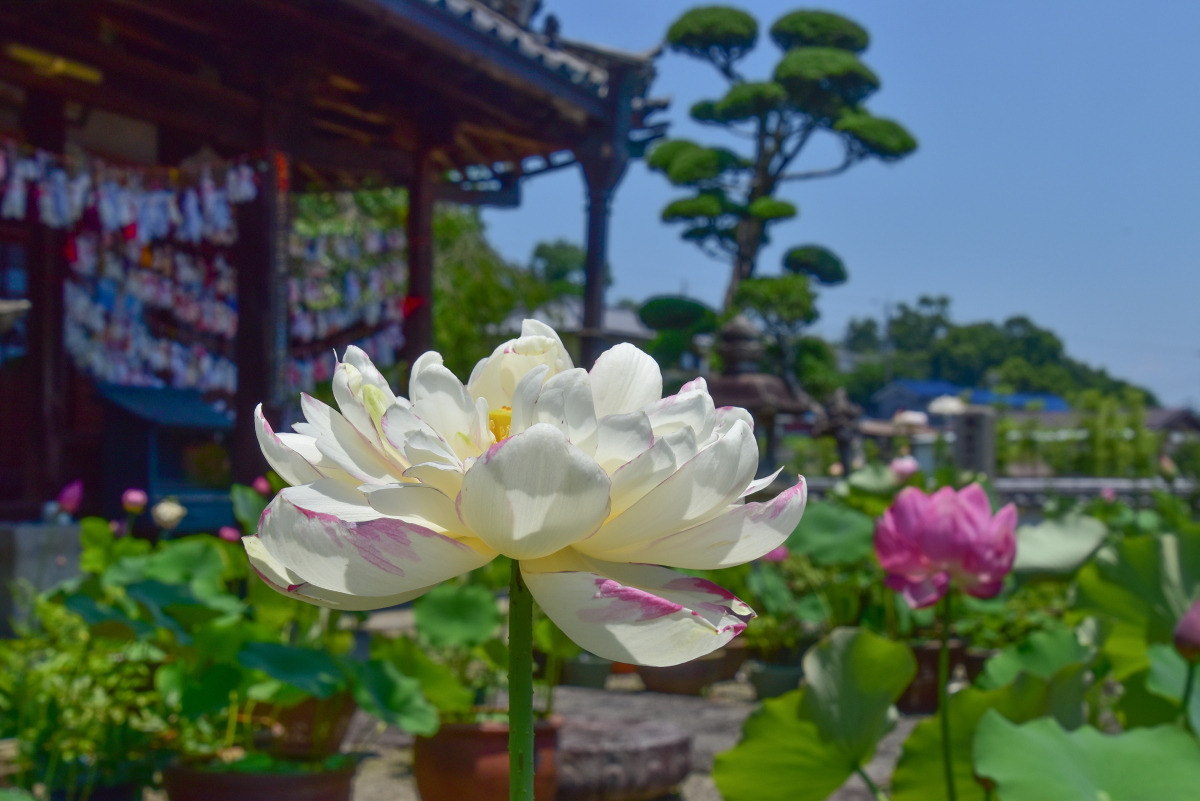 �g�Ă�Ă�V��h���������ʂ�I����F��̎��@�u���@���v