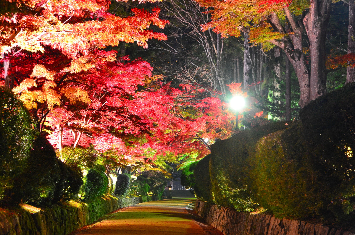 紅葉シーズンは「蛇腹道」のライトアップが美しい