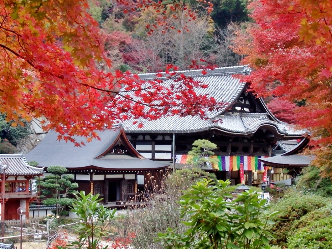 奈良 明日香 岡寺 の紅葉が美しい もみじトンネルに三重宝塔も 奈良県 トラベルjp 旅行ガイド