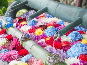 奈良・岡寺の紫陽花が美しい！「大和三大観音 あぢさゐ回廊」