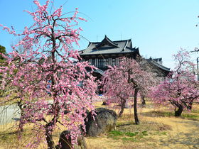 奈良・大和郡山の「盆梅展」でひと足早い春の訪れを感じよう！