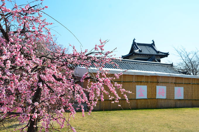 奈良 大和郡山の 盆梅展 でひと足早い春の訪れを感じよう 奈良県 Lineトラベルjp 旅行ガイド