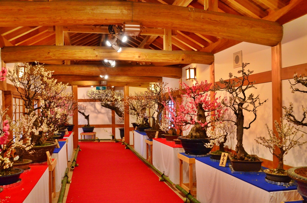 お城の櫓の中で展示される約120鉢の盆梅
