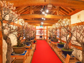 奈良・大和郡山「盆梅展」でひと足早い春の訪れを感じよう！