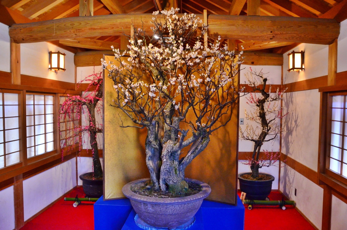 お城の櫓の中で展示される約120鉢の盆梅