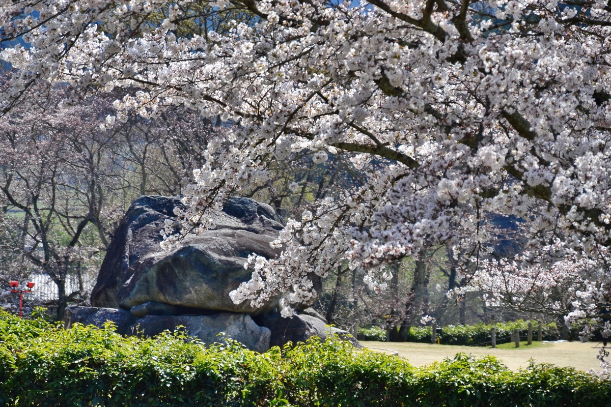 奈良県 春の明日香村で桜のお花見スポットめぐりを楽しもう 奈良県 Lineトラベルjp 旅行ガイド