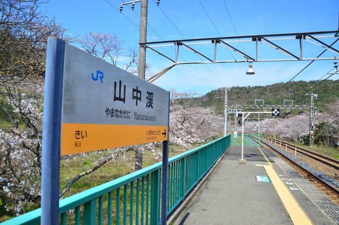 大阪府 紀州街道 山中渓 で桜並木や枝垂れ桜を楽しもう 大阪府 Lineトラベルjp 旅行ガイド