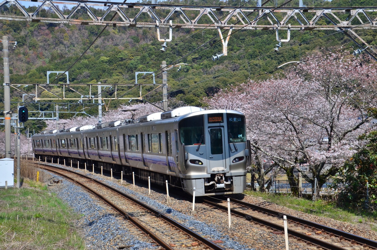 大阪府 紀州街道 山中渓 で桜並木や枝垂れ桜を楽しもう 大阪府 Lineトラベルjp 旅行ガイド