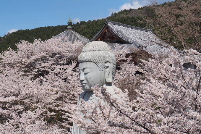 壷阪寺の春限定の光景「桜大仏」とは