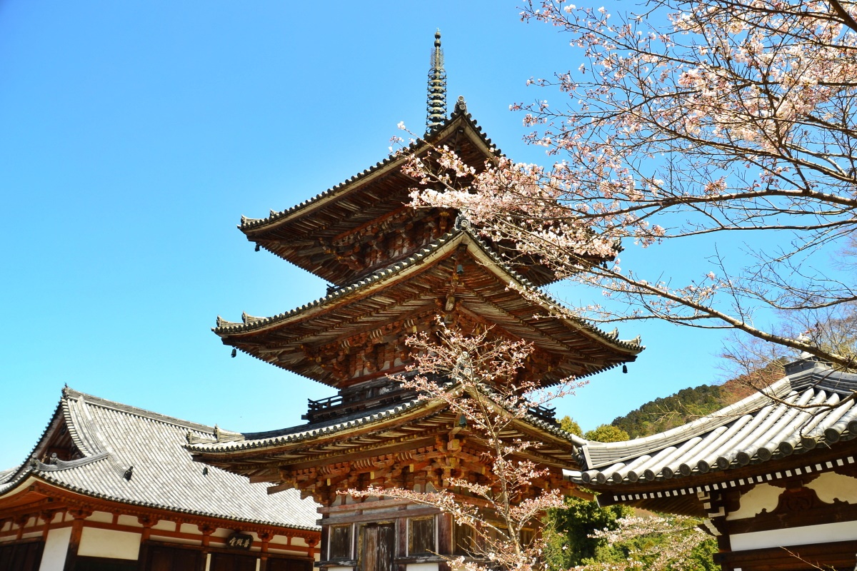 春限定のu201c桜大仏u201dも！奈良県「壷阪寺」は眼病封じの寺  奈良県 