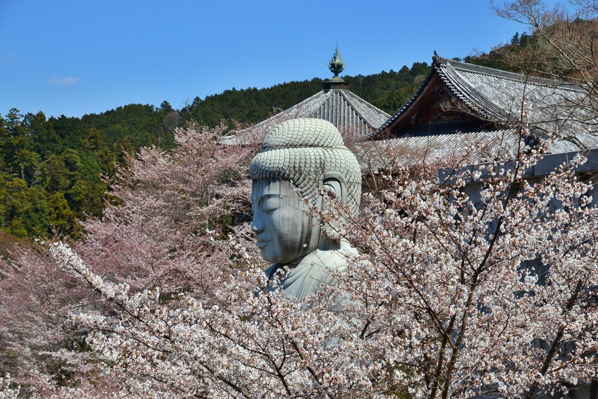 春限定の 桜大仏 も 奈良県 壷阪寺 は眼病封じの寺 奈良県 Lineトラベルjp 旅行ガイド