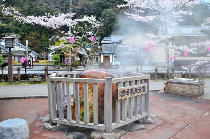 城崎温泉のお花見の名所「大谿川」