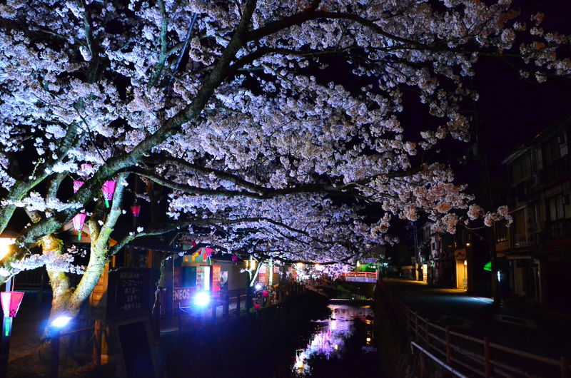 兵庫県「城崎温泉」でお花見とライトアップを楽しもう！