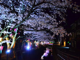 兵庫県「城崎温泉」でお花見とライトアップを楽しもう！