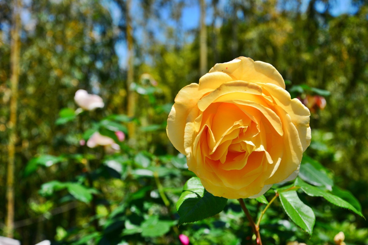 世界各国のバラの花が楽しめる“お花畑”