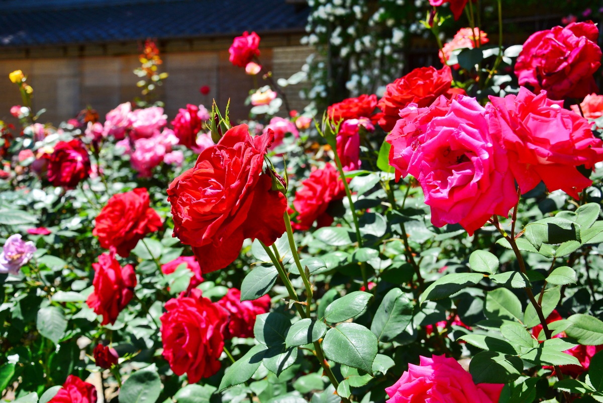 奈良県の厄除け霊場「大和松尾寺」で咲き誇る500株の“バラ”