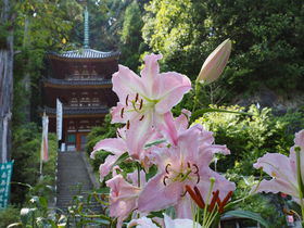 バラとカサブランカが咲き誇る！奈良の厄除け霊場「大和松尾寺」