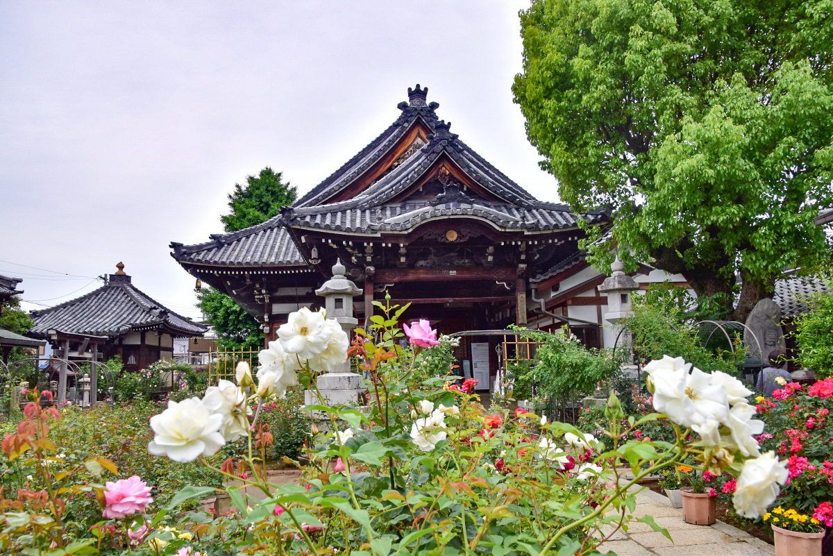 奈良・橿原「おふさ観音バラまつり」は大和の初夏の風物詩！